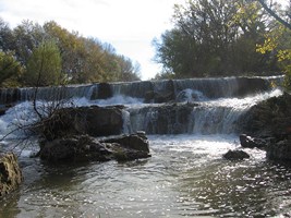 L’anguille, une espèce menacée